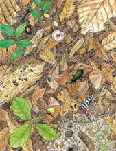 Load image into Gallery viewer, 森林裡的土壤製造機:雜木林的生態繪本