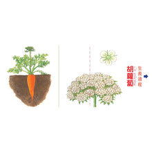 Load image into Gallery viewer, Grow Up Little Seed(Vegetables) 種子,快長大(蔬菜篇)