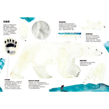 Load image into Gallery viewer, 動物偽裝大師:是誰躲在裡面?