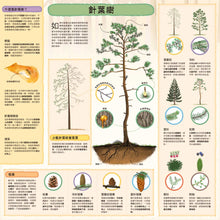 Load image into Gallery viewer, 童話知識小百科翻翻書2 跟著韓賽爾兄妹認識森林植物