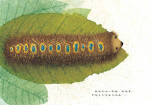 Load image into Gallery viewer, 熊夢蝶 蝶夢熊(雙封面設計+獨家書衣珍藏版)