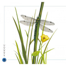 Load image into Gallery viewer, National Geographic-Insect (6 Books)虫虫想想看套裝(全6册 中英双语)