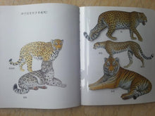 Load image into Gallery viewer, First Discoveries Series 第一次发现丛书 透视眼系列 第一辑/全42册