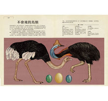 Load image into Gallery viewer, Animalium: Welcome to the Museum 動物博物館