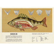 Load image into Gallery viewer, Animalium: Welcome to the Museum 動物博物館