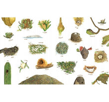 Load image into Gallery viewer, A Nest is Noisy 鬧哄哄的巢