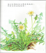 Load image into Gallery viewer, Dandelions 蒲公英