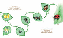 Load image into Gallery viewer, A Beetle is Shy害羞的甲蟲