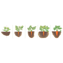 Load image into Gallery viewer, Grow Up Little Seed(Vegetables) 種子，快長大（蔬菜篇）
