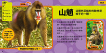 Load image into Gallery viewer, 國家地理小小雨林探險家
