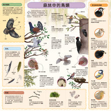 Load image into Gallery viewer, 童話知識小百科翻翻書1 跟著小紅帽認識森林動物
