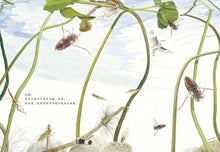 Load image into Gallery viewer, Above and Below Pond 池上池下

