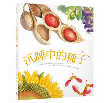 Load image into Gallery viewer, A Seed is Sleepy 沉睡中的種子
