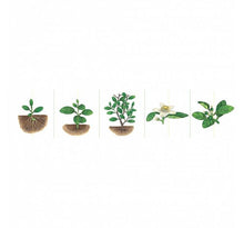 Load image into Gallery viewer, Grow Up Little Seed (Fruits) 小種子，快長大（水果篇）
