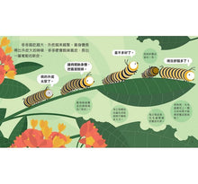 Load image into Gallery viewer, Animal Growth Story: Caterpillars 成長小故事：毛毛蟲多多
